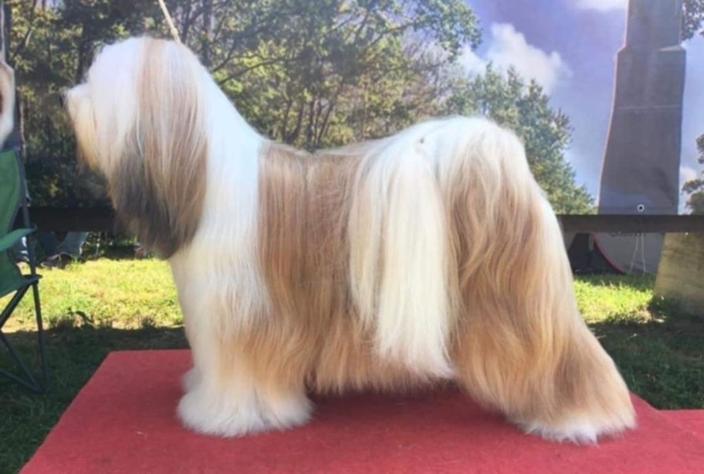 Tibetan Terrier - The Breed Archive